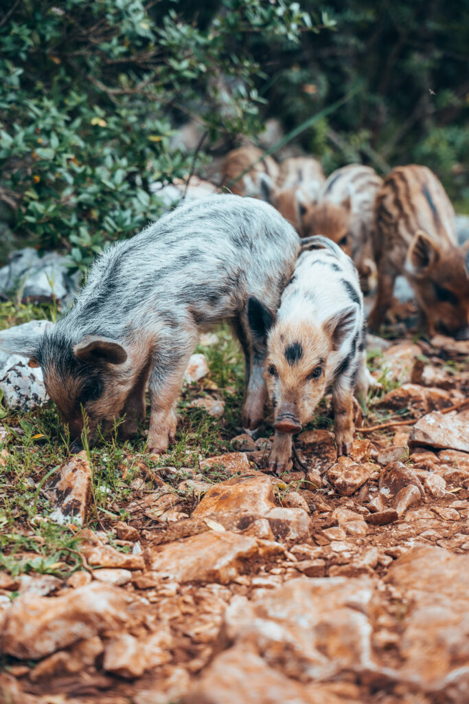 Cuccioli di cinghiale a Cala Goloritzé