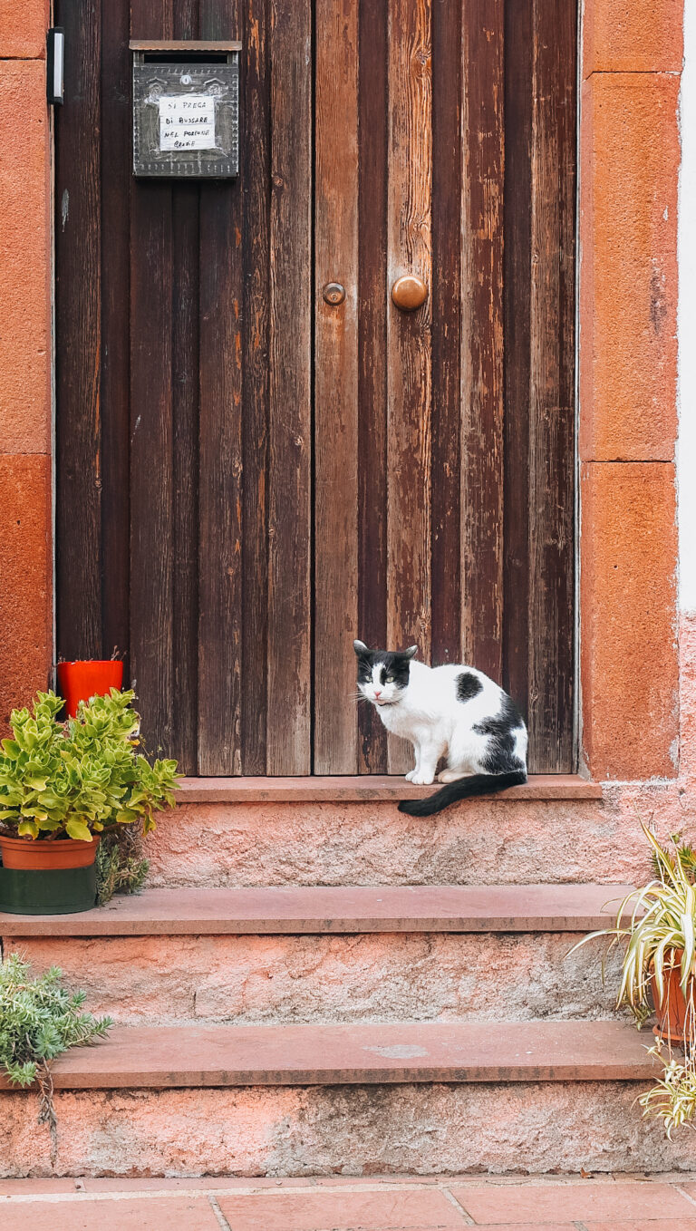 Gatto nel borgo di Banari