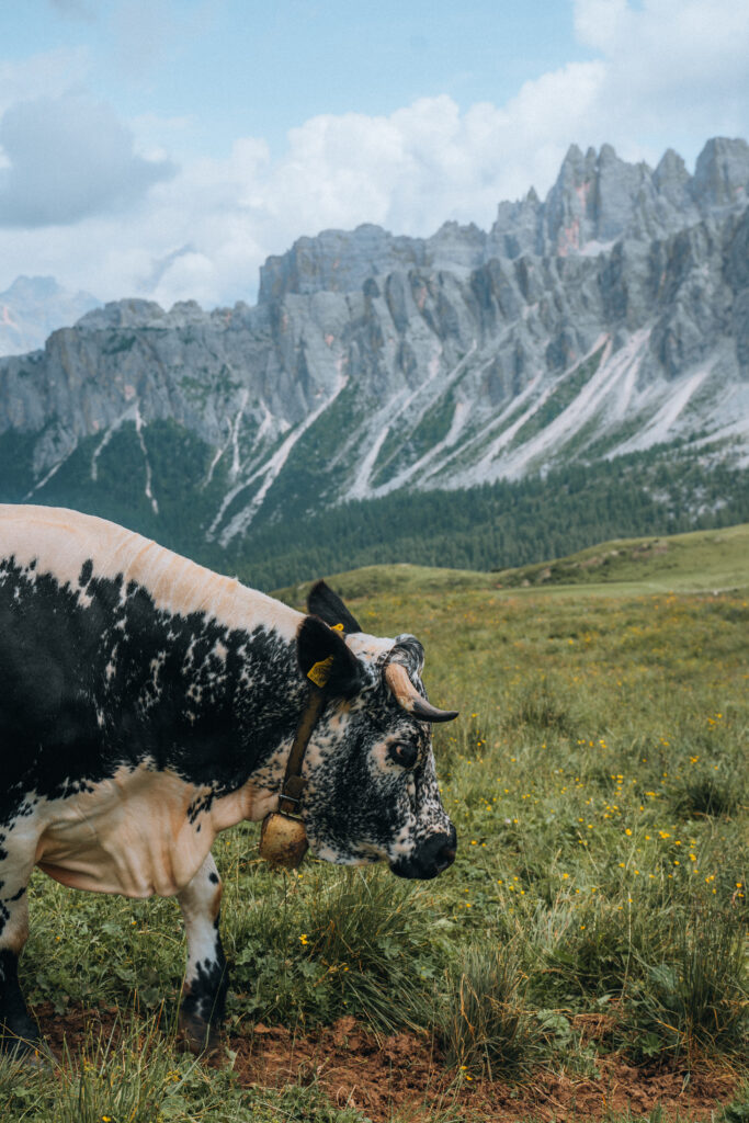 Mucca dolomiti